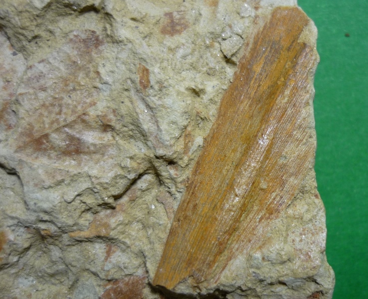 Fossili foglie 1